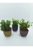 DDTREND Kare Saksıda Yapay Çiçek Bitki , Gerçek Taş Yosunlu 3 LÜ SET - 6
