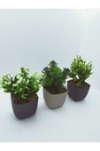 DDTREND 3 LÜ Set Saksıda Yapay Çiçek Bitki , Gerçek Taş Yosunlu DDKS1-02 thumbnail 1