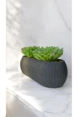 DDTREND Yapay Kaktüs Sempervivum Tomentosum Sukulent Gri Saksılı Yeşil Renk 11 cm. - 1