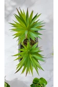 DDTREND Yapay Kaktüs Haworthia Limifolia Sukulent Uzun Gri Saksılı Yeşil Renk 16 cm. thumbnail 4