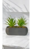 DDTREND Yapay Kaktüs Haworthia Limifolia Sukulent Uzun Gri Saksılı Yeşil Renk 16 cm. thumbnail 1