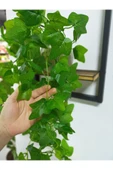 DDPEST Ahşap Çerçeve Raflı Saksıda Sarkan Yeşil Hadera Yaprağı 5 Dal Sarmaşık Yapay Çiçek - 3