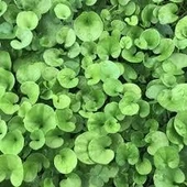 Dichondra (Fare Kulağı) Çim Tohumu - 1