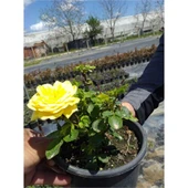 Yellow Sarı Gül Fidanı 2 Adet 10-20 cm thumbnail 3