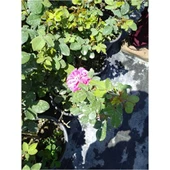 Yellow Sarı Gül Fidanı 2 Adet 10-20 cm thumbnail 2