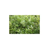 Defne Fidanı 10-20 cm Laurus Nobilis thumbnail 2