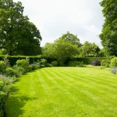 3lü Karışım Çim Tohumu 10KG thumbnail 3