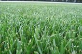 Festuca Arundinacea (Titan RX) - 3