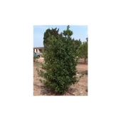 Defne Fidanı 10-20 cm Laurus Nobilis thumbnail 3