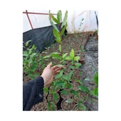 Defne Fidanı 10-20 cm Laurus Nobilis thumbnail 4