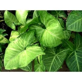 Melek Kanadı Çiçeği Fidanı 40 cm thumbnail 1