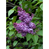 Kokulu Leylak Çiçeği Fidanı 1 Adet 40-80 cm (Syringa) thumbnail 3