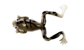 Mutant 3599 Killer Frog 6cm 3'lü Silikon Kurbağa Suni Yem B03 - 1