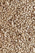 Petdoys Mısır Granülü 1 kg - Kafes Taban Malzemesi - 3