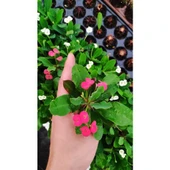 Kaktüs Euphorbia Milli Dikenler Tacı Fidesi Fidanı 10-20 cm thumbnail 1