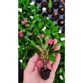 Kaktüs Euphorbia Milli Dikenler Tacı Fidesi Fidanı 10-20 cm thumbnail 2