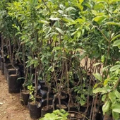 4 Yaş, Aşılı BLACK AMBER Erik Fidanı, Torbada - 2