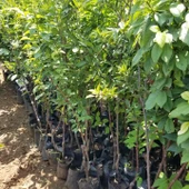 4 Yaş, Aşılı BLACK AMBER Erik Fidanı, Torbada - 3