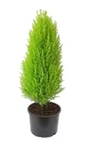 Limon Çamı Limoni Servi Fidanı 2 Yaşında 30-35 cm - 1