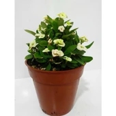 Beyaz Dikenler Tacı Euphorbia Milii 10-20 cm - 3