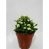 Beyaz Dikenler Tacı Euphorbia Milii 10-20 cm - 1