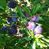 4 Yaş, Aşılı BLACK SPLENDOR Erik Fidanı, Torbada - 1