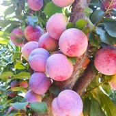 4 Yaş, Aşılı LARRY ANN Erik Fidanı, Torbada - 1