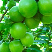 4 Yaş, Aşılı PAPAZ Erik Fidanı, Torbada - 1