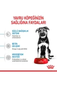 Royal Canin Puppy Maxi Büyük Irk Yavru Köpek Maması 15 KG - 5