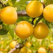 4 Yaş, Aşılı DUANTE Erik Fidanı, Torbada - 1