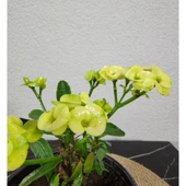 Efhorbia Dikenler Tacı Çiçeği Fidanı Sarı 10-20 cm thumbnail 2