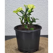 Efhorbia Dikenler Tacı Çiçeği Fidanı Sarı 10-20 cm thumbnail 3