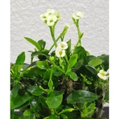 Efhorbia-Dikenler Tacı Çiçeği Beyaz Çiçekli thumbnail 2