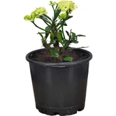 Efhorbia Dikenler Tacı Çiçeği Fidanı Sarı 10-20 cm thumbnail 1