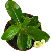 Efhorbia Küçük Boy Dikenler Tacı Fidanı Beyaz 10-20 cm thumbnail 3