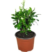 Efhorbia-Dikenler Tacı Çiçeği Beyaz Çiçekli thumbnail 1