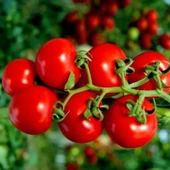 Doğal Geleneksel Yarı Sırık Çeri Pinpon Domates Tohumu (20 tohum) - 1