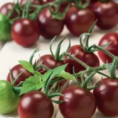 Aroması Yüksek Chocolate Cherry Domates Tohumu (15 tohum) - 1