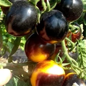 Bosque Bumblebee Cherry Domates Tohumu (15 tohum) thumbnail 2