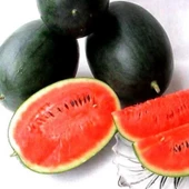 Doğal Dark Green Karpuz Tohumu(10 tohum) thumbnail 1