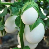 Japanese Egg White Etli Yumurta Patlıcan Tohumu (15 tohum) - 1