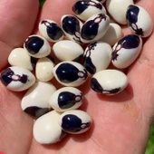 Geleneksel Doğal Tohum Kastamonu Burnu Kara Sırık Fasulye Tohumu (10 tohum) thumbnail 1