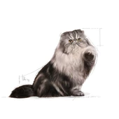 Royal Canin Persian Adult Yetişkin İran Kedi Maması 10 Kg - 3