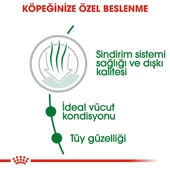 Royal Canin Mini Indoor Adult Küçük Irk Yetişkin Köpek Maması 1,5 Kg thumbnail 6