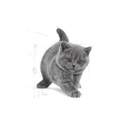 Royal Canin British Shorthair Kitten Yavru Kedi Maması 2 Kg thumbnail 3