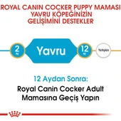 Royal Canin Cocker Junior Puppy Yavru Köpek Maması 3 Kg thumbnail 5