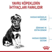 Royal Canin Maxi Puppy Büyük Irk Yavru Köpek Maması 15 Kg. - 4
