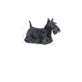Royal Canin CCN Mini Dermacomfort Adult Küçük Irk Yetişkin Köpek Maması 3 Kg - 3