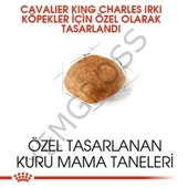 Royal Canin Cavalier King Charles Adult Yetişkin Köpek Maması 3 Kg thumbnail 5