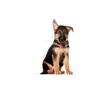 Royal Canin Maxi Puppy Büyük Irk Yavru Köpek Maması 15 Kg - 3